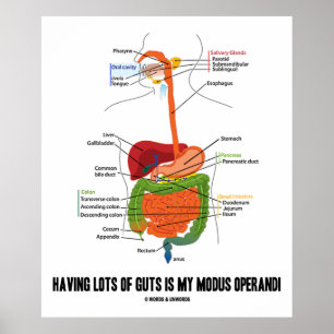 Having Lots Of Guts Is My Modus Operandi Poster