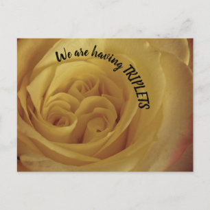 Having Triplets Yellow Rose New Baby Announcement Postcard