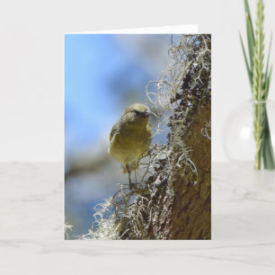 Hawaii Amakihi Card