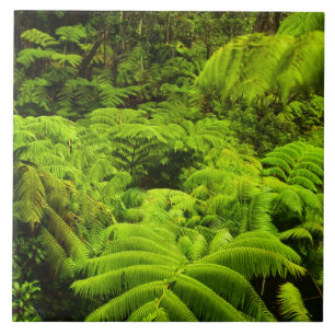 Hawaii, Big Island, Lush tropical greenery in Tile