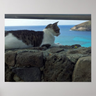 Hawaii Cat Poster