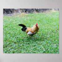 hawaii chicken hen photo