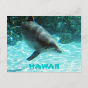 Hawaii Dolphin Postcard