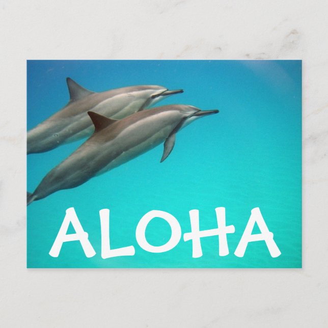 Hawaii Dolphins Post Card (Front)