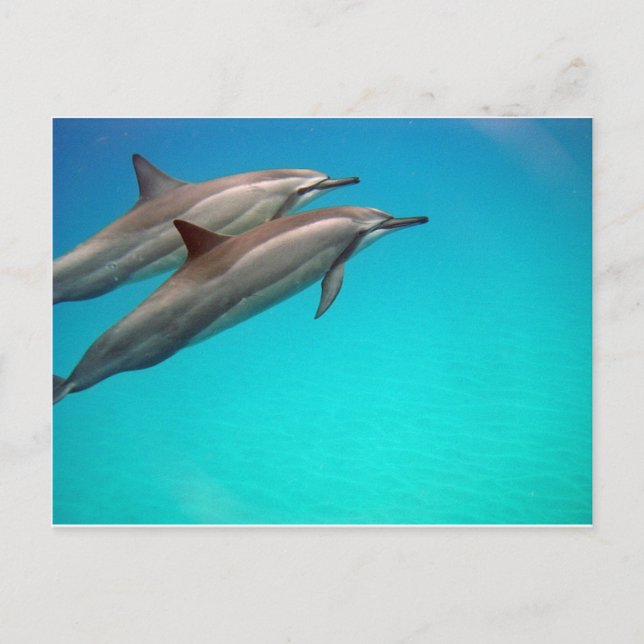 Hawaii Dolphins Postcard (Front)