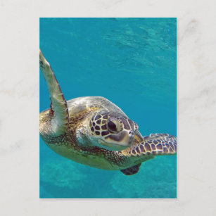 Hawaii Green Sea Turtle - Honu Postcard