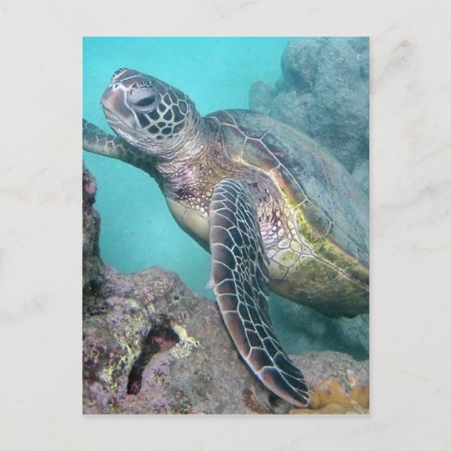 Hawaii Green Sea Turtle Postcard (Front)