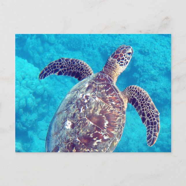 Hawaii Green Sea Turtle Postcard (Front)