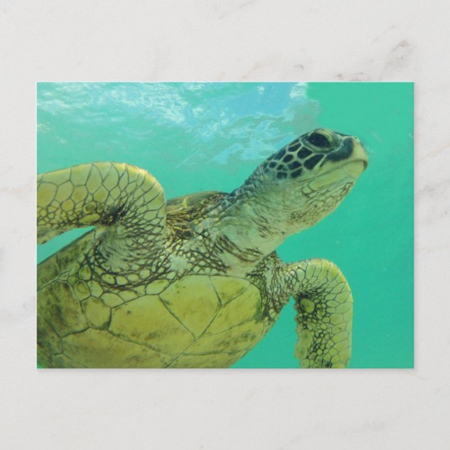 Hawaii Green Sea Turtle Postcard (Front)
