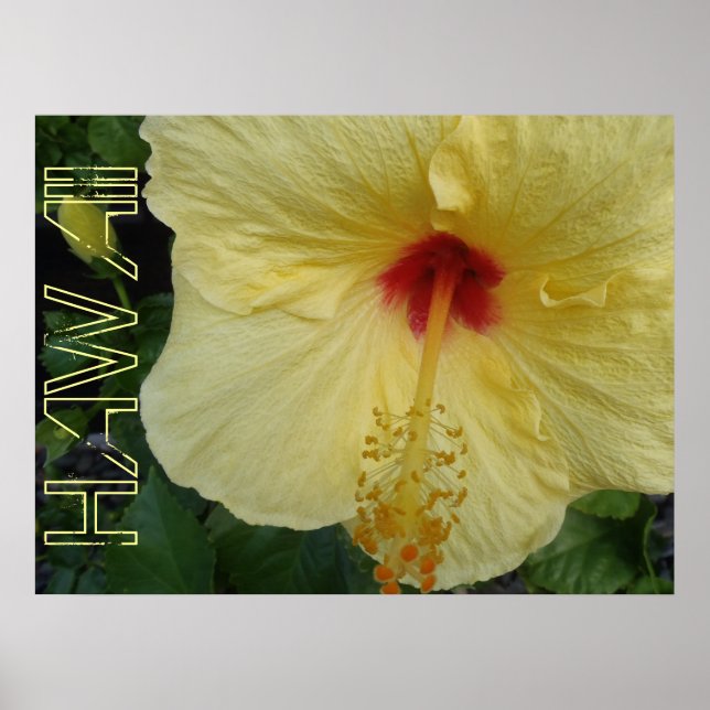 Hawaii hibiscus poster (Front)