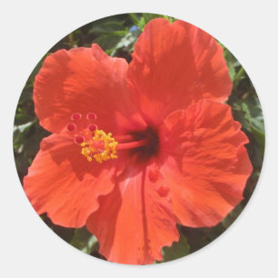 Hawaii hibiscus red flower stickers