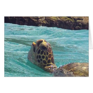 Hawaii Honu Turtle