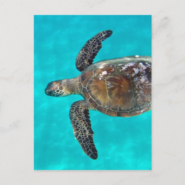 Hawaii Honu Turtle Postcard (Front)