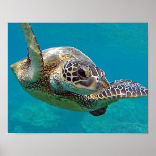 Hawaii Islands Sea Turtle Poster