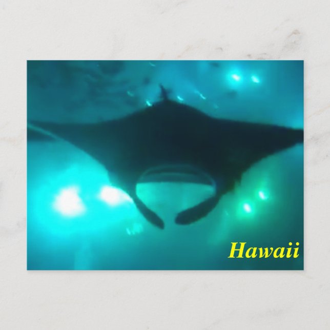 Hawaii Manta Ray Postcard (Front)