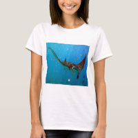 Hawaii Manta Ray