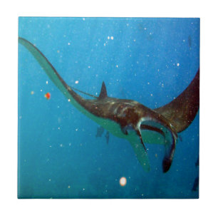 Hawaii Manta Ray Tile