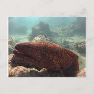 Hawaii Moray Eel Postcard