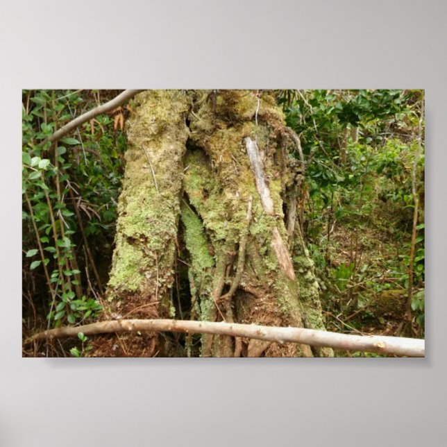 HAWAII OHIA WITH BENT GUAVA TREE POSTER (Front)