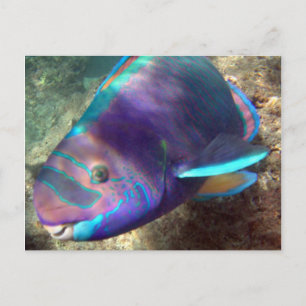 Hawaii Parrot Fish - Uhu Postcard