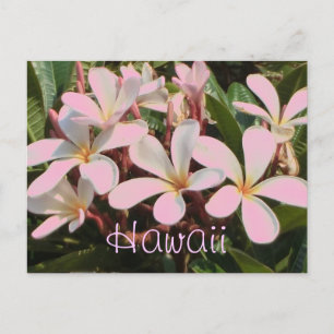 Hawaii pink plumeria flower postcard