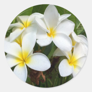Hawaii Plumeria Flowers Classic Round Sticker