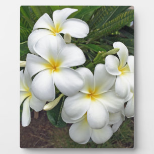 Hawaii Plumeria Flowers Plaque
