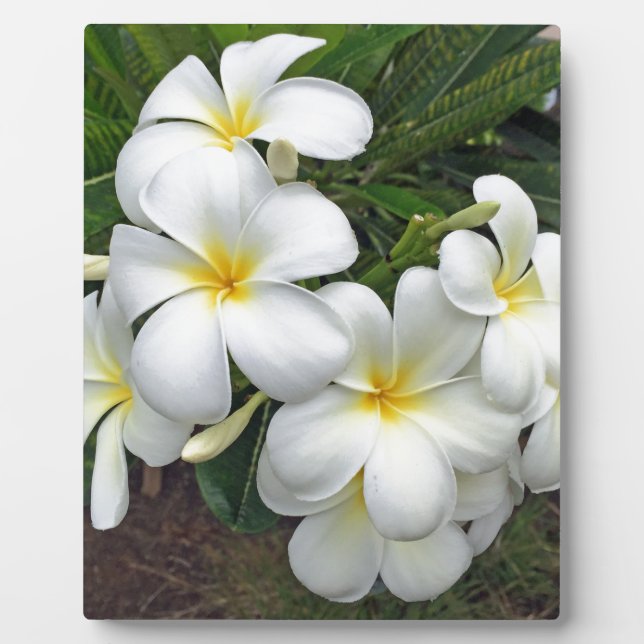 Hawaii Plumeria Flowers Plaque (Front)