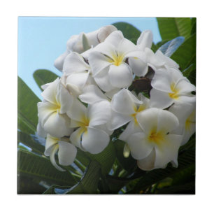 Hawaii Plumeria Tile