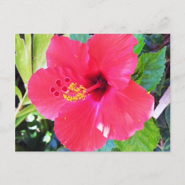 Hawaii Red Hibiscus Flower Postcard (Front)