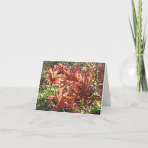 Hawaii Red Ti Leaf Plant Photo Thank You Note Card