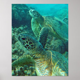 Hawaii Sea Turtle Poster