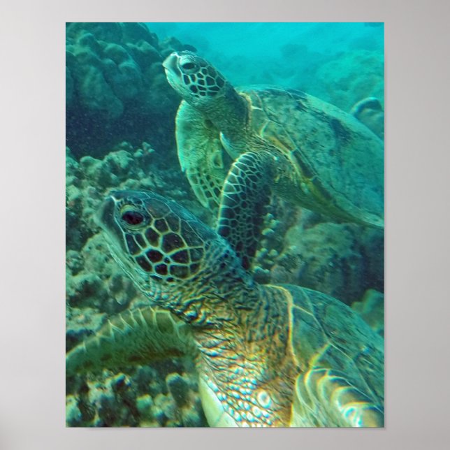 Hawaii Sea Turtle Poster (Front)