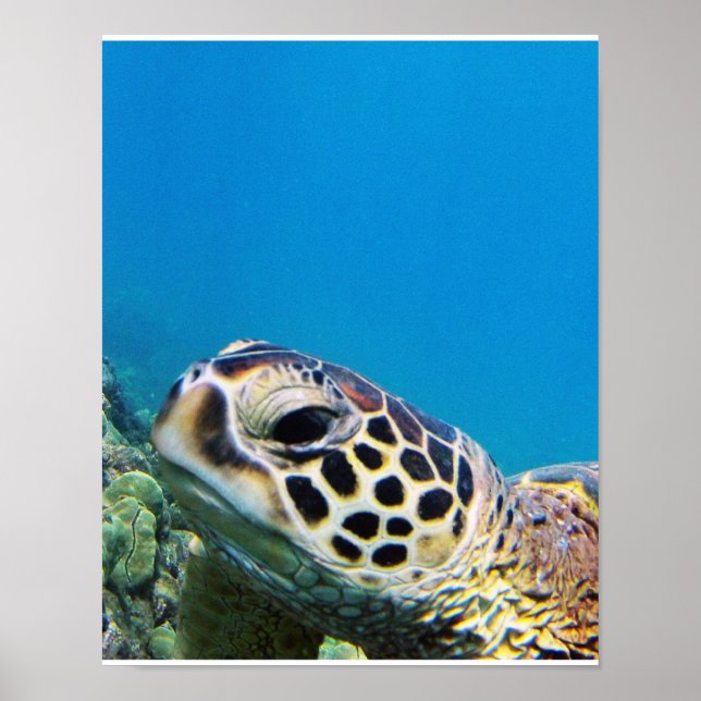 Hawaii Sea Turtle Poster (Front)