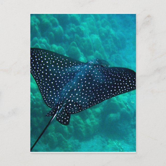 Hawaii Spotted Eagle Ray Postcard (Front)