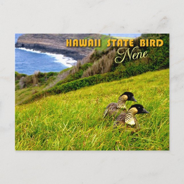 Hawaii State Bird - Nene or Hawaiian Goose Postcard (Front)