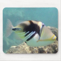 Hawaii State Fish - Humuhumunukunukuapua'a