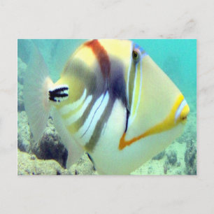 Hawaii State Fish - Humuhumunukunukuapua'a Postcard