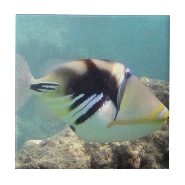 Hawaii State Fish - Humuhumunukunukuapua'a Tile (Front)