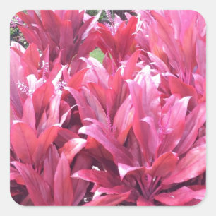 Hawaii Ti leave plant Square Sticker