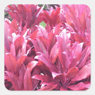 Hawaii Ti leave plant Square Sticker
