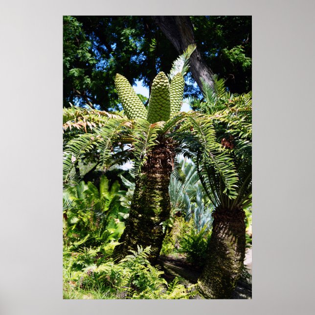 Hawaii Tree Poster (Front)