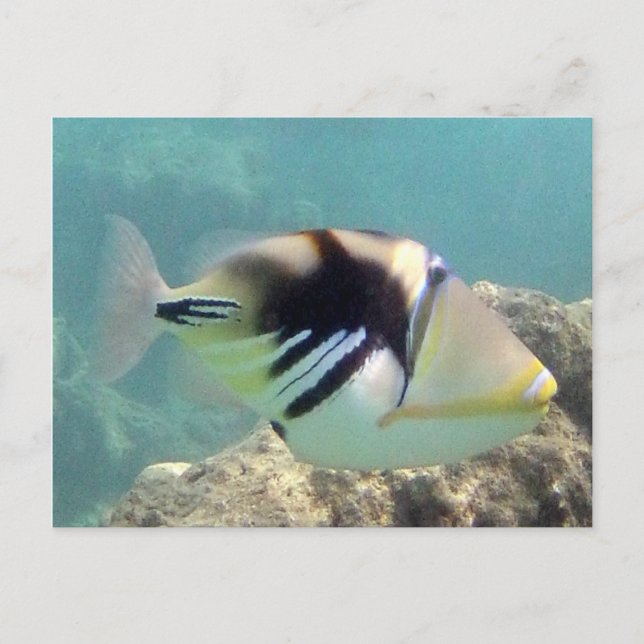 Hawaii Trigger Fish - Humuhumunukunukuapua'a Postcard (Front)