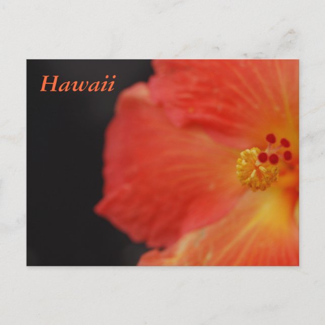 Hawaii Tropical Flower Postcard (Front)