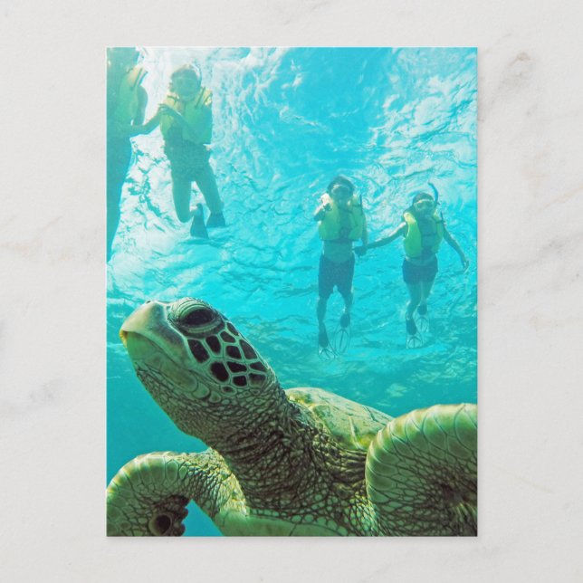 Hawaii Turtle and Snorkelers Postcard (Front)