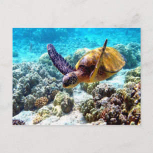 Hawaii turtle freedom peace and joy postcard