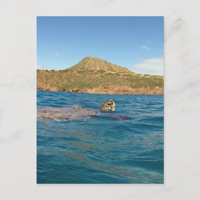 Hawaii turtle postcard (Front)