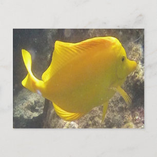 Hawaii Yellow Tang Fish Postcard
