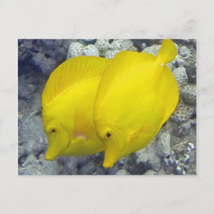 Hawaii Yellow Tang Fish Postcard