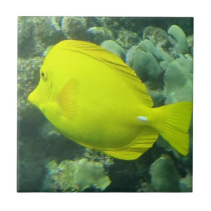 Hawaii Yellow Tang - Lau'i Pala Tile